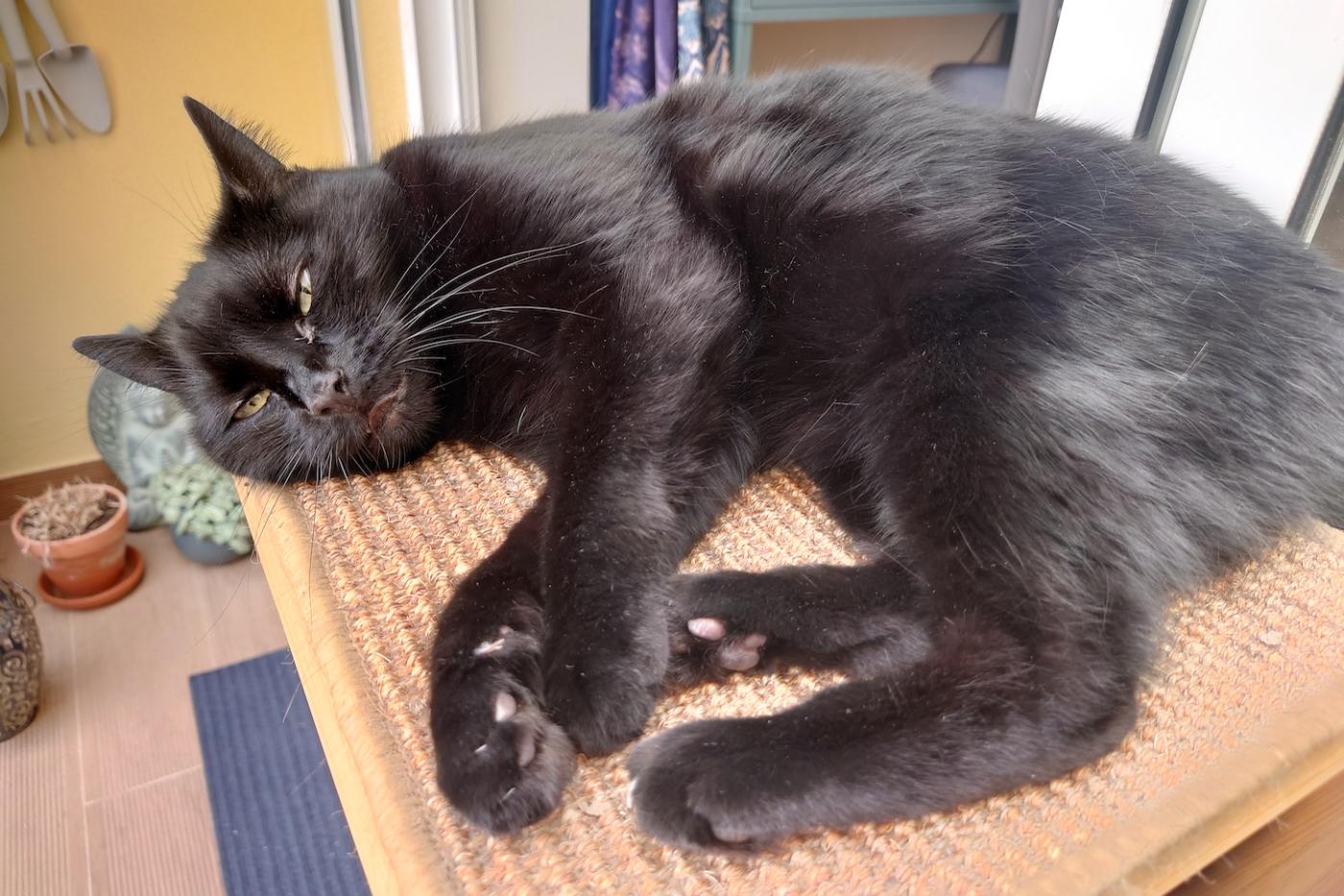 The author's cat, Kitty