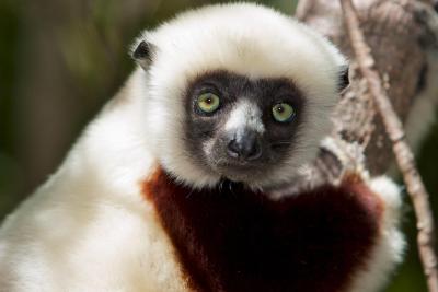 Are We Saying Goodbye to Madagascar's Lemurs?